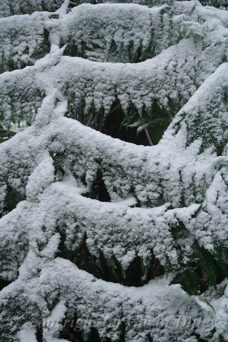 Snow on tree ferns, Sassafras IMG_7675.JPG